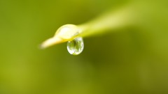 Macro leaves nature grass wall Green floral water drops flora