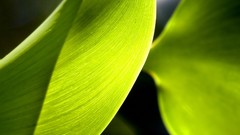 Macro leaves nature grass wall Green floral water drops flora