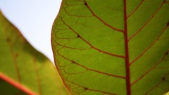 Macro leaves nature grass wall Green floral water drops flora
