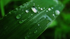 Macro leaves nature grass wall Green floral water drops flora