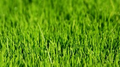 Macro leaves nature grass wall Green floral water drops flora