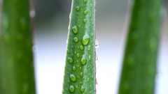 Macro leaves nature grass wall Green floral water drops flora