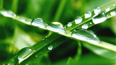 Macro leaves nature grass wall Green floral water drops flora
