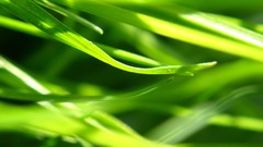 Macro leaves nature grass wall Green floral water drops flora