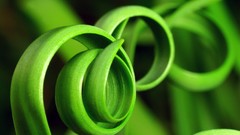 Macro leaves nature Green