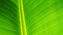 Macro leaves nature Green