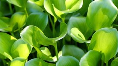 Macro leaves nature Green