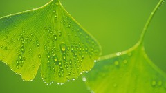 Macro leaves nature Green