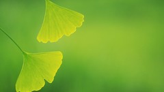 Macro leaves nature Green