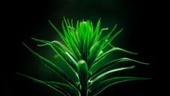 Macro leaves nature Green close-up