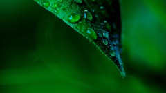 Macro leaves nature Green close-up water drops