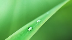 Macro leaves nature Green close-up water drops