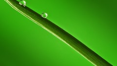 Macro leaves nature Green close-up water drops