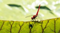 Macro leaves nature Green Dragonflies