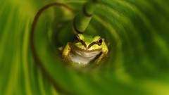 Macro leaves nature Green Frogs national geographic