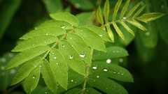 Macro leaves nature Green Plants