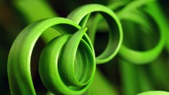 Macro leaves nature Green Plants