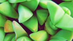 Macro leaves nature Green Plants depth of field