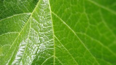 Macro leaves nature Green Plants leaf