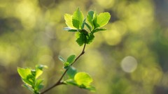Macro leaves nature Green Plants sunlight depth of field