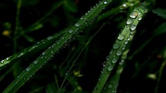 Macro leaves nature Green water drops