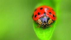 Macro leaves nature insects ladybirds