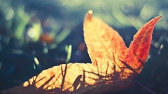 Macro leaves nature leaf fallen leaves