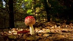 Macro leaves nature mushrooms fungus forests