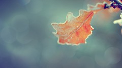 Macro leaves nature orange