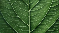 Macro leaves nature patterns Green close-up