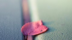 Macro leaves nature pink close-up fallen leaves wood panels