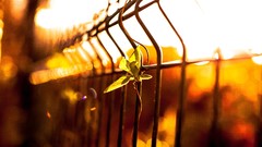 Macro leaves nature Plants