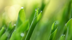 Macro leaves nature Plants