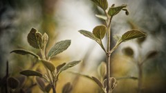 Macro leaves nature Plants depth of field