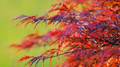 Macro leaves nature Plants depth of field