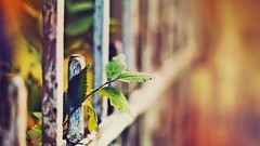 Macro leaves nature Plants fences depth of field
