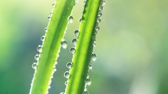 Macro leaves nature Plants water drops