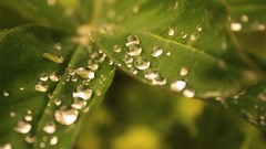 Macro leaves nature Plants water drops focused