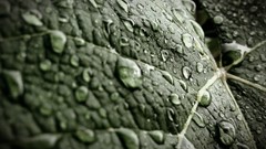Macro leaves nature rain summer Green Poland raindrops depth of 