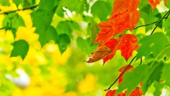 Macro leaves nature red Green