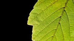 Macro leaves nature simple Green black background