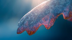 Macro leaves nature snow