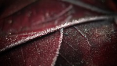 Macro leaves nature snow red cold Structure close-up
