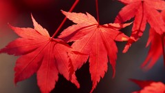 Macro leaves nature spring