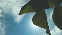 Macro leaves nature sun blue light Green Plants skies