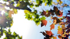 Macro leaves nature Trees