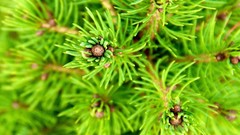 Macro leaves nature Trees branches Green close-up fir pine trees