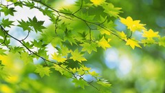 Macro leaves nature Trees depth of field