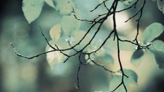 Macro leaves nature Trees depth of field muted