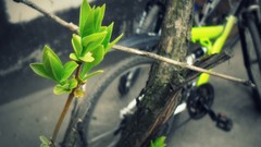 Macro leaves nature Trees Green roads Bicycles